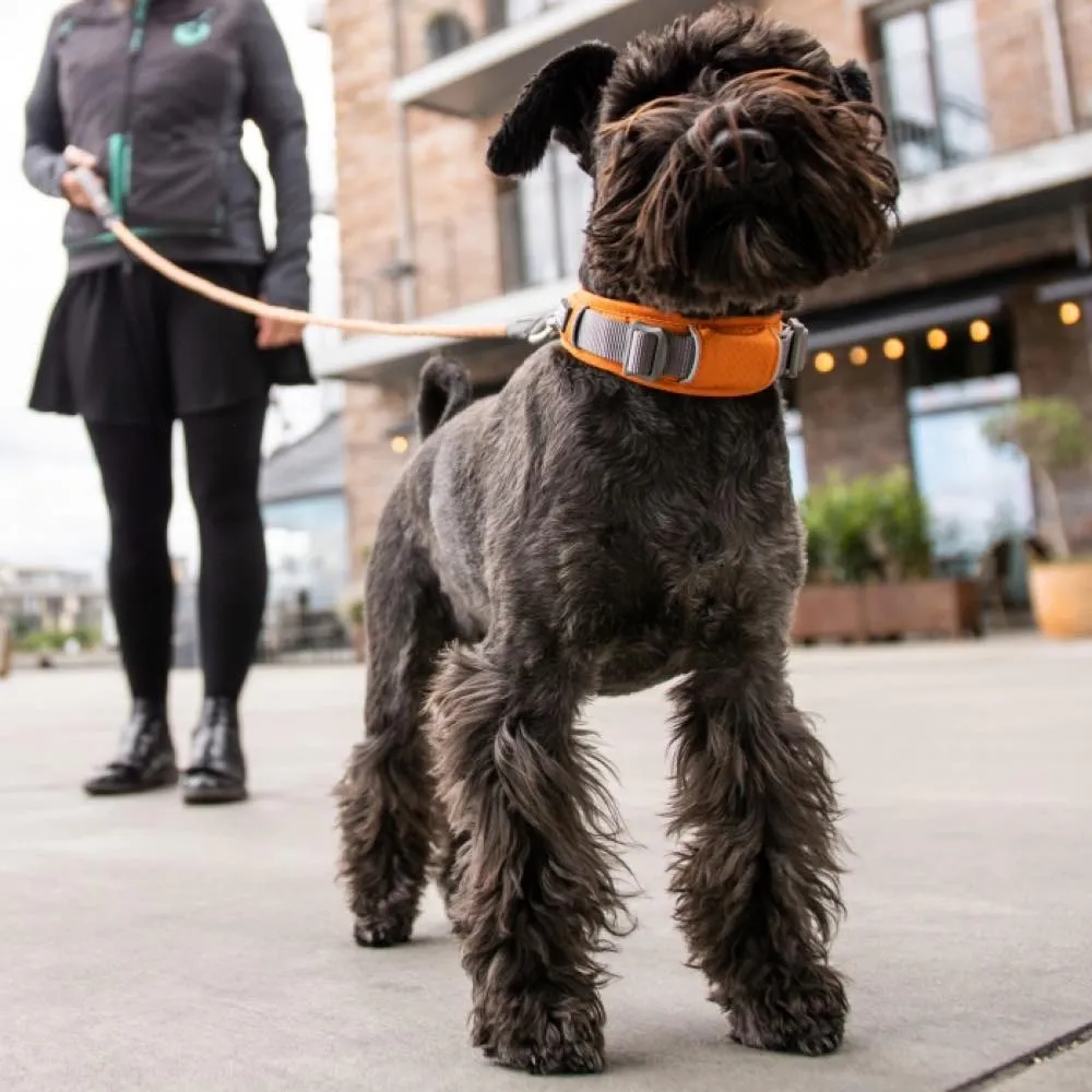 DOG Copenhagen Urban Explorer Dog Collar (Orange Sun)